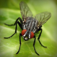 /album/provruitoti/photolia-a01-jpg/