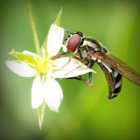 /album/provruitoti/photolia-a02-jpg/