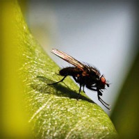 /album/provruitoti/photolia-a04-jpg/
