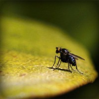 /album/provruitoti/photolia-a07-jpg/