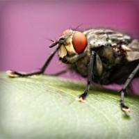 /album/provruitoti/photolia-a08-jpg/